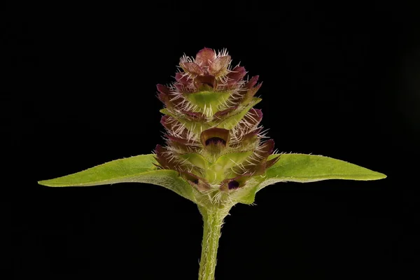 Auto Guérison Prunella Vulgaris Jeune Inflorescence Gros Plan — Photo