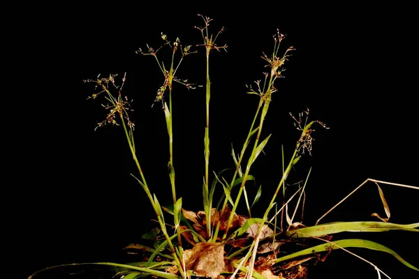 Kıllı Woodrush (Luzula pilosa). Alışkanlık
