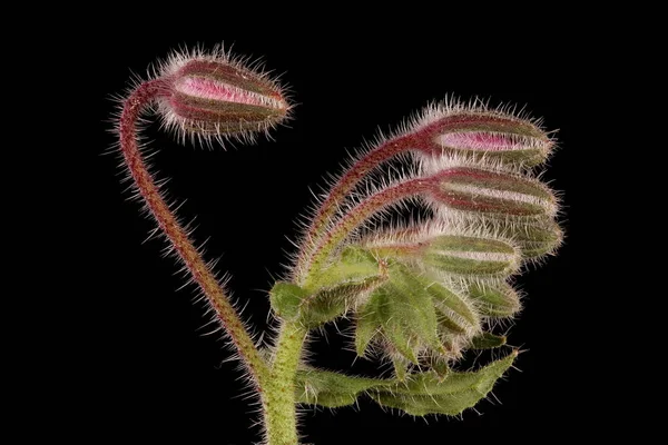 Brutnák Borago Officinalis Young Inflorescence Closeup — Stock fotografie