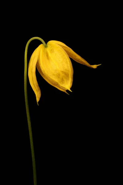 Orange Peel Clematis Clematis Tangutica — 图库照片