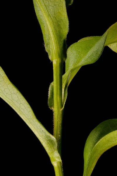 Zmatený Michaelmas Daisy Symphyotrichum Novi Belgii Detailní Základy Kmene Listů — Stock fotografie