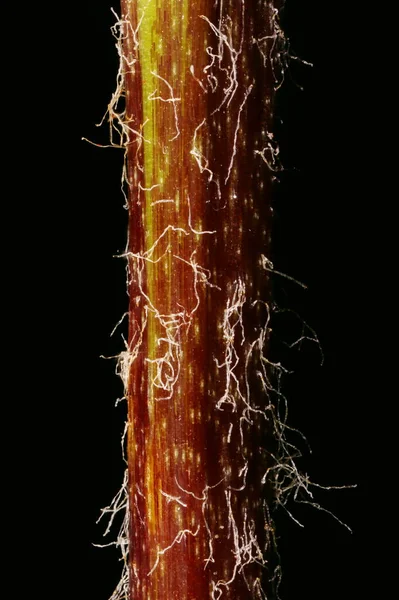 Kaplan zambağı (Lilium lancifolium). Kök Yakın Çekim