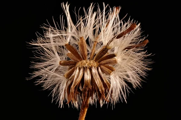 Μπερδεμένο Michaelmas Daisy Symphyotrichum Novi Belgii Κοντινό Πλάνο Achenes — Φωτογραφία Αρχείου