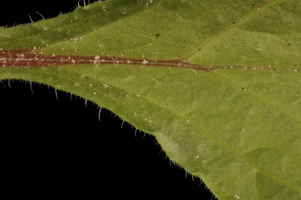 Borage (Borago officinalis). Yaprak Ayrıntısı Kapatma