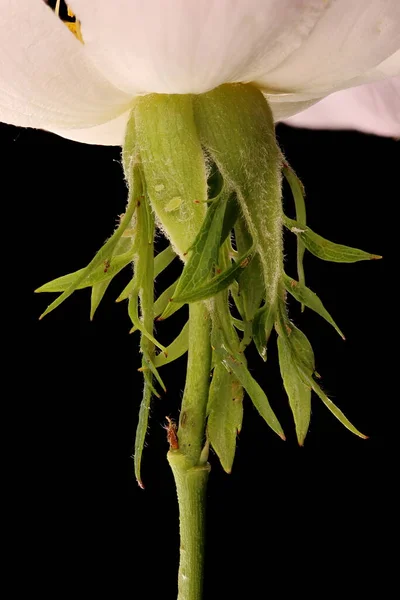 Rosa Canina Closeup — 스톡 사진