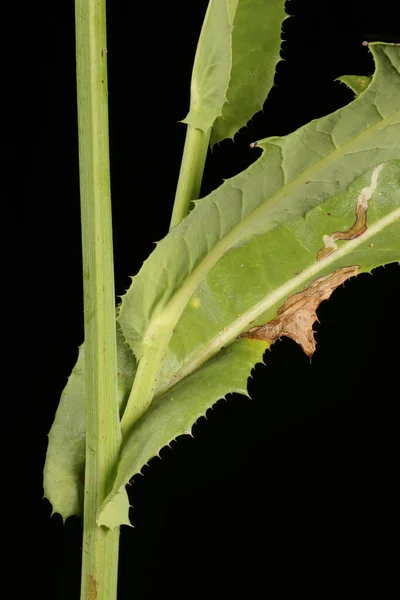 Vetőbogáncs Sonchus Arvensis Levélbázisok Közelsége — Stock Fotó