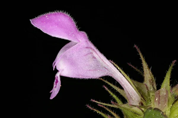 Отрезанная Мертвая Крапива Lamium Purpureum Цветочный Букет — стоковое фото