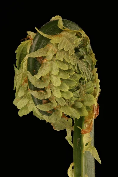 Devekuşu Fern (Matteuccia struthiopteris). Fiddlehead Kapanış