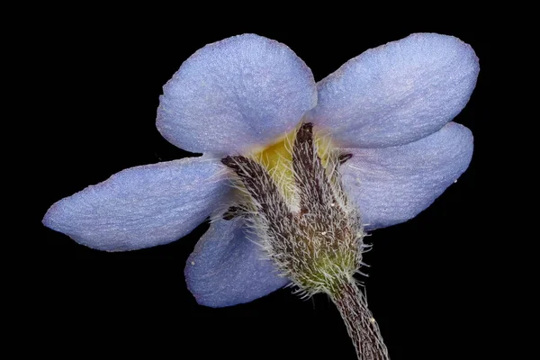 Wood Forget-Me-Not (Myosotis sylvatica). Çiçek Kapanışı