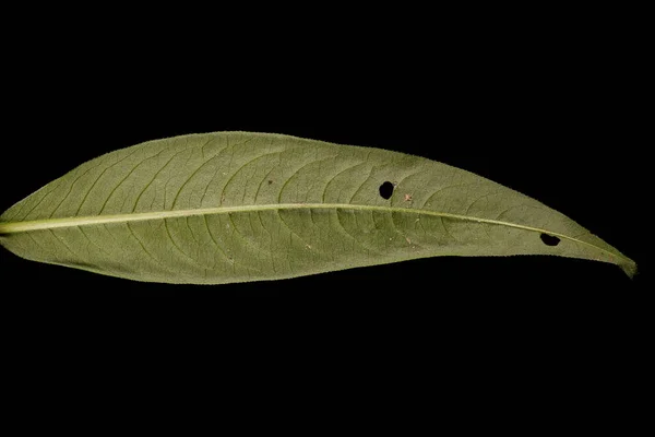 Редшэнк Persicaria Macullabe Лист Крупным Планом — стоковое фото