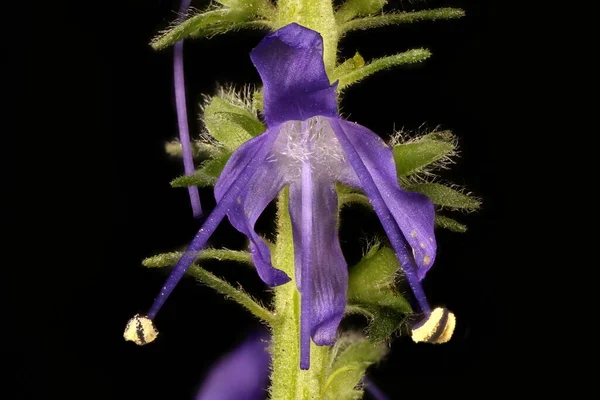 Çivili Speedwell (Veronica Spicata). Çiçek Kapanışı