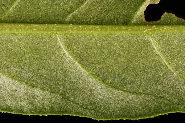 Redshank (Persicaria maculosa). Yaprak Ayrıntısı Kapatma