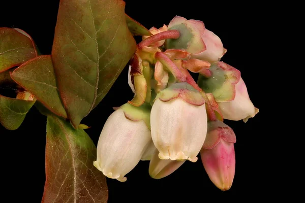 Högbuske Blåbär Vaccinium Corymbosum Blomstã Llning Närbild — Stockfoto