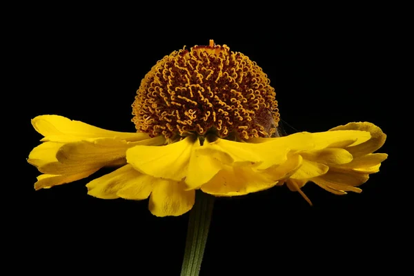 Гніздо Helenium Autumnale Capitulum Closeup — стокове фото