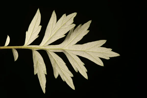 Beifuß Artemisia Vulgaris Blatt Nahaufnahme — Stockfoto