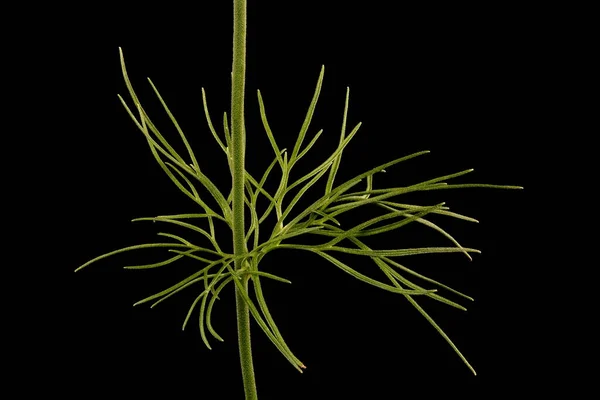 Forking Larkspur Consolida Regalis 줄기와 잎자루를 — 스톡 사진