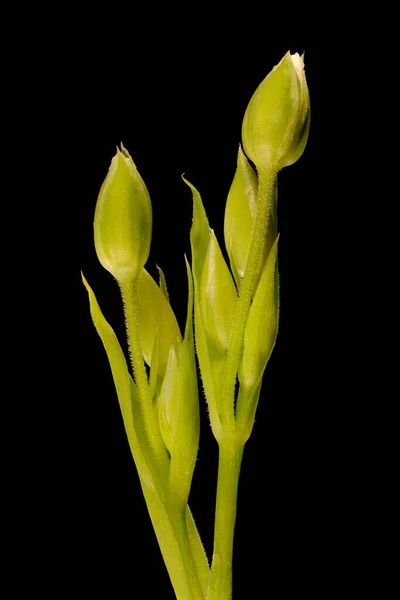 Millepertuis Stellaria Holostea Bourgeons Floraux Gros Plan — Photo