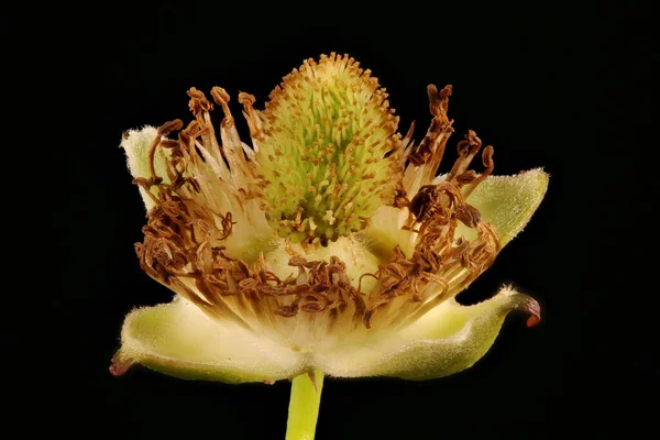 Çilekli Ahududu (Rubus illecebrosus). Genç Meyve Kapanışı