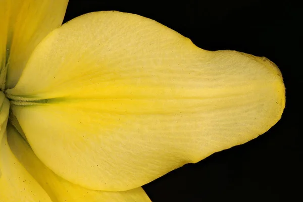 Nederlandse Lelie Lilium Hollandicum Bloemblaadje Nectary Close — Stockfoto