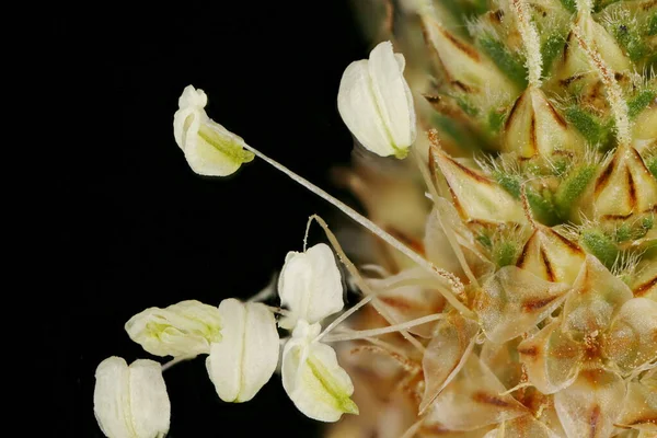 Ribwort Plantain Bitki Lanceolata Çiçekler Yakın Plan — Stok fotoğraf