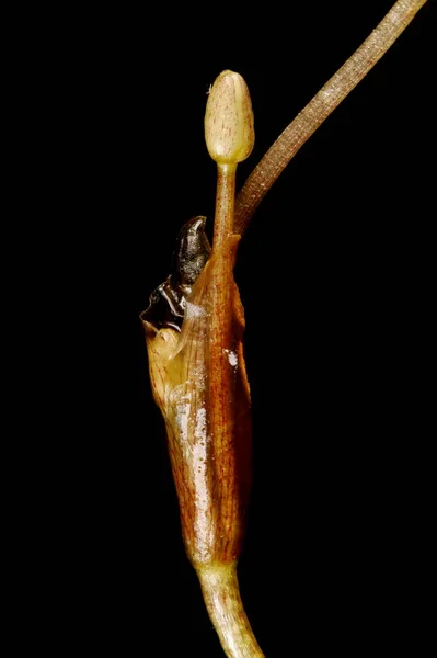 Frogbit Hydrocharis Morsus Ranae 줄기와 꽃봉오리 봉합선 — 스톡 사진
