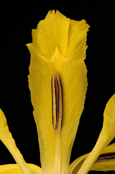 Íris Amarela Iris Pseudacorus Detalhe Flor Closeup — Fotografia de Stock