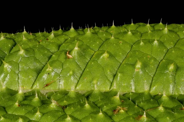 Wild Teasel (Dipsacus fullonum). Yaprak Ayrıntısı Kapatma