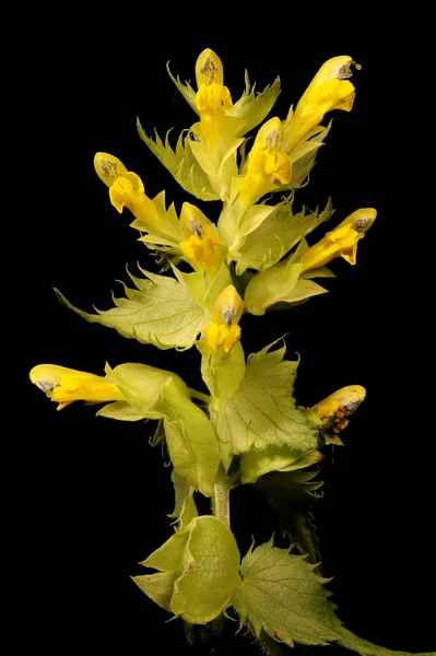 Amarillo Rattle Rhinanthus Minor Inflorescencia Primer Plano — Foto de Stock