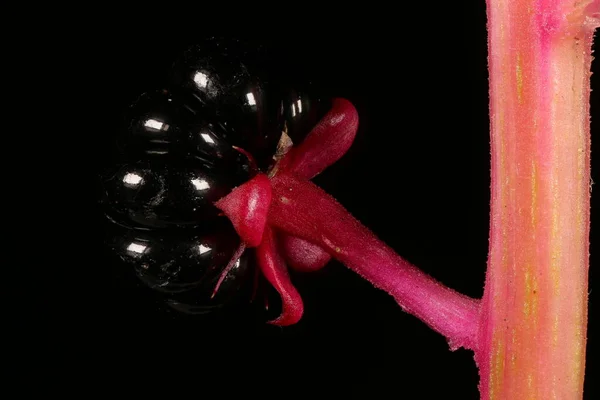 Indische Pokeweed Phytolacca Acinosa Nahaufnahme Von Obst — Stockfoto