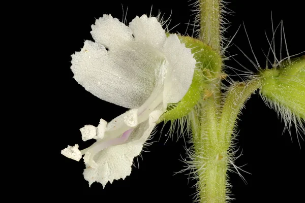 Basilic Ocimum Basilicum Fleur Gros Plan — Photo