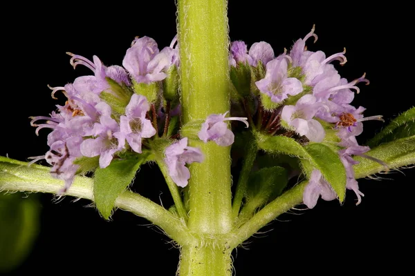 Nane Şekeri (Mentha arvensis). Enfeksiyon. Yakın çekim.