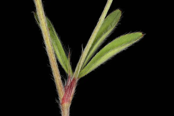 Hare Apos Foot Clover Trifolium Arvense Stjälk Och Blad Närbild — Stockfoto