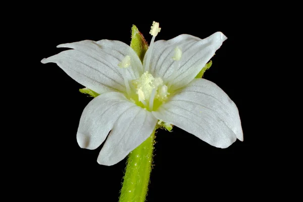 Marsh Willowherb Epilobium Palustre Primer Plano Flor — Foto de Stock