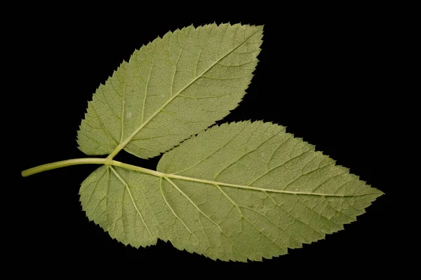 Ground Elder Aegopodium Podagraria Detalhe Folha Fechar — Fotografia de Stock