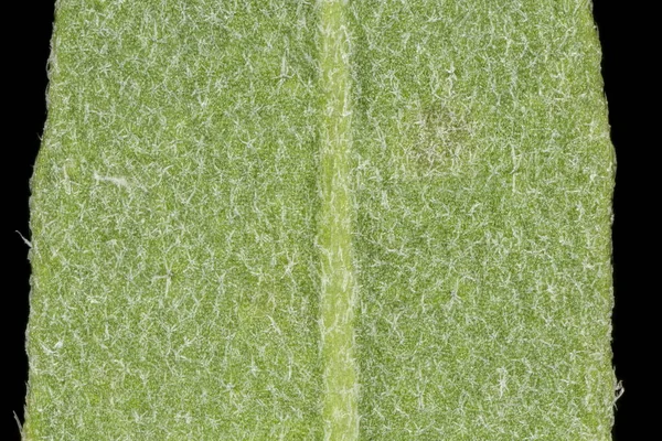 Beyaz Alison (Berteroa incana). Yaprak Ayrıntısı Kapatma