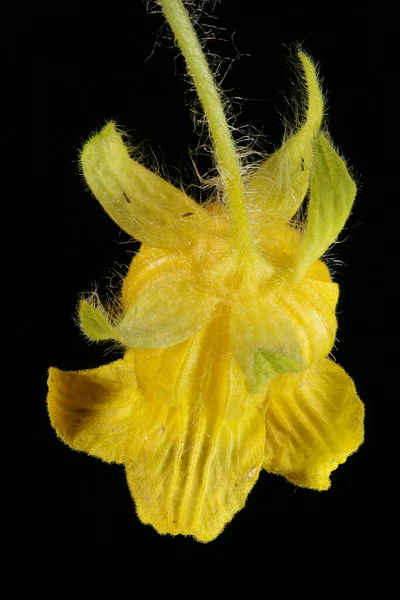 Manchu Tubergourd (Thladiantha dubia). Çiçek Kapanışı