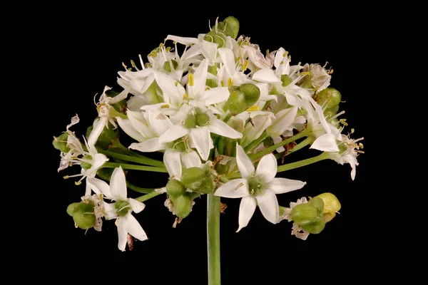 Chines Chives (Allium ramosum). Enfeksiyon. Yakın çekim.
