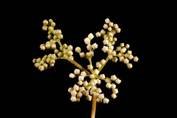 Meadowsweet Filipendula Ulmaria Fiatal Infloreszcencia Szoros — Stock Fotó