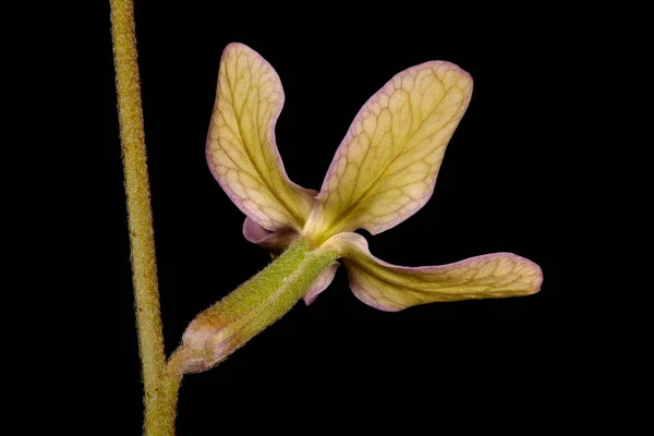 Night Scented Stock Matthiola Longipetala Flower Closeup — Stock Photo, Image