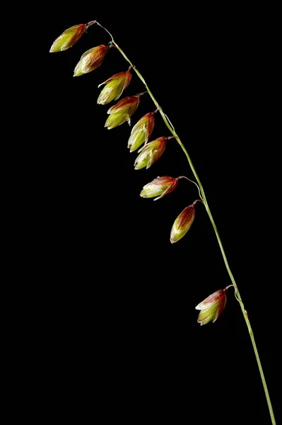 Melick Dağı (Melica cevizleri). Enfeksiyon. Yakın çekim.