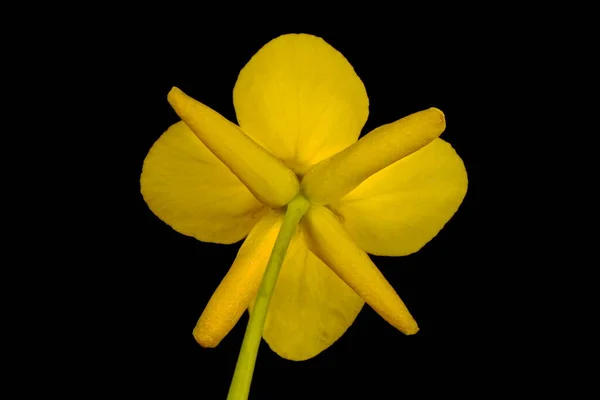 Şalgam Tecavüzü Brassica Rapa Çiçek Kapanışı — Stok fotoğraf