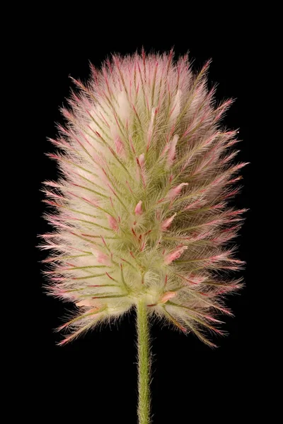 Hare's-Foot Clover (Trifolium arvense). Inflorescence Closeup