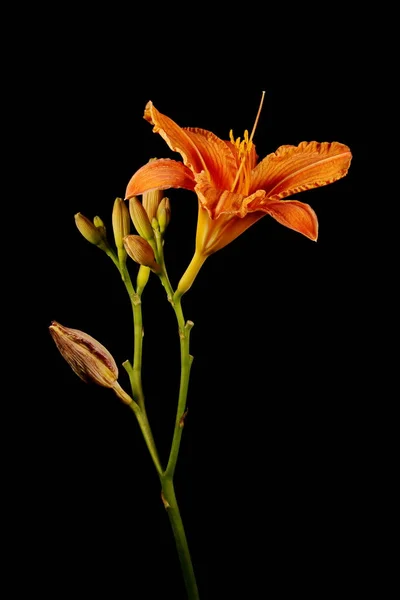 Orange Day Lily Hemerocallis Fulva Inflorescence Closeup — Stock Photo, Image