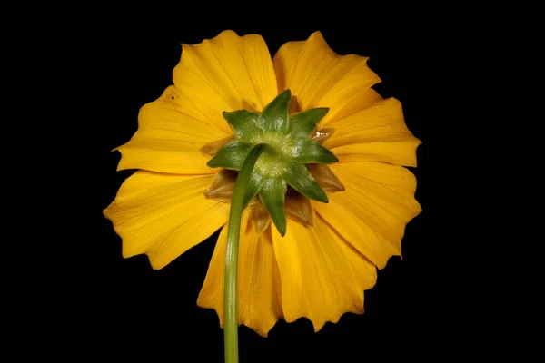 커다랗고 티크씨 Coreopsis Grandiflora 플라워 클로즈업 — 스톡 사진