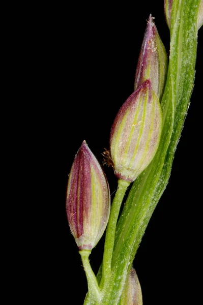 Grama Dedo Liso Ischaemum Digitaria Spikelets Closeup — Fotografia de Stock