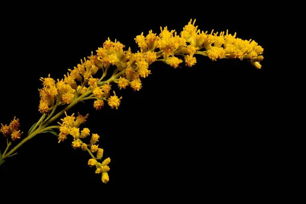 Canadian Goldenrod Solidago Canadensis Detalhe Inflorescência Closeup — Fotografia de Stock