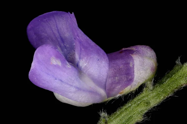 Tufled Vetch Vicia Cracca Квітка Закриття — стокове фото