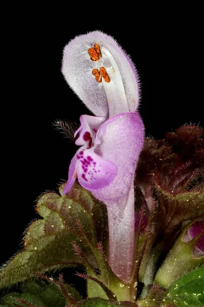 カット リーフ デッド ネトル Lamium Purpureum 花の閉まり — ストック写真