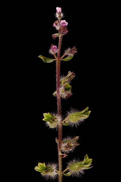 Kore Perillası (Perilla frutescens). Enfeksiyon. Yakın çekim.
