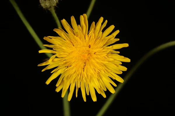 Vetőbogáncs Sonchus Arvensis Capitulum Közelkép — Stock Fotó